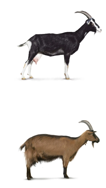 Bündner Strahlenziege (o.),  Stiefelgeiss (u.)